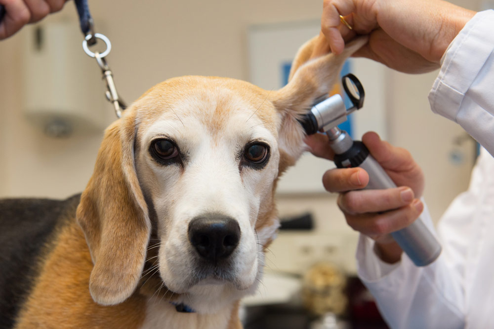 Pet Ear Infections | Veterinarian in Fredericksburg, VA | Confederate Ridge  Animal Hospital